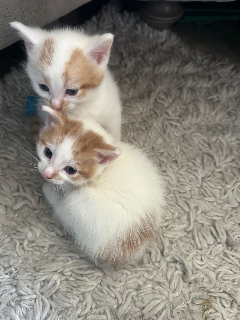 Stunning little boys 