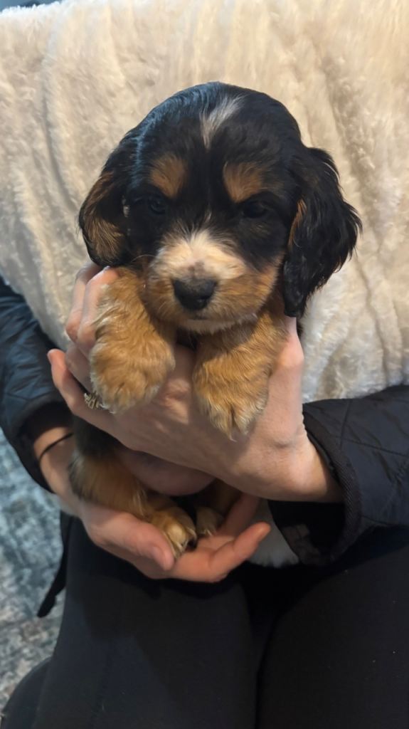 Show cocker / cocker