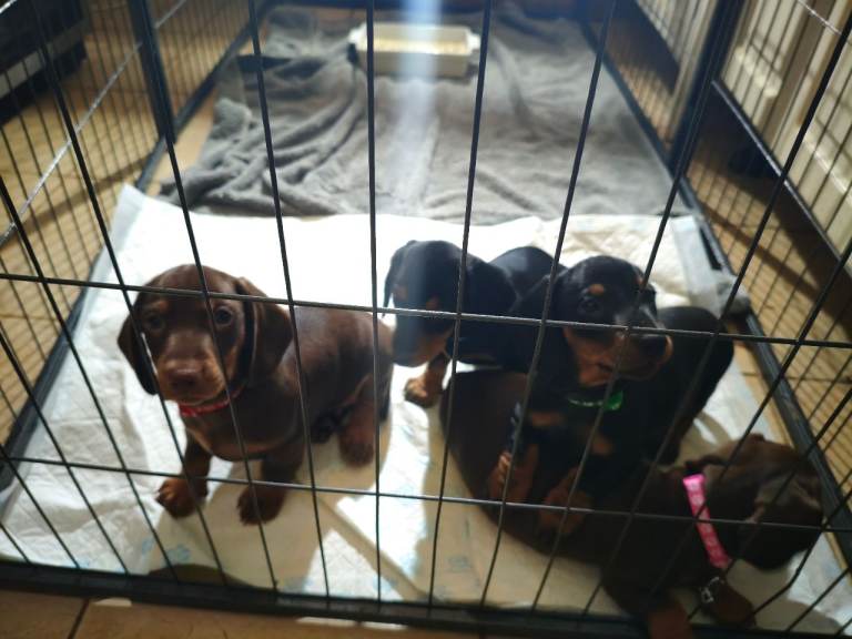 Dachshund puppies for sale 