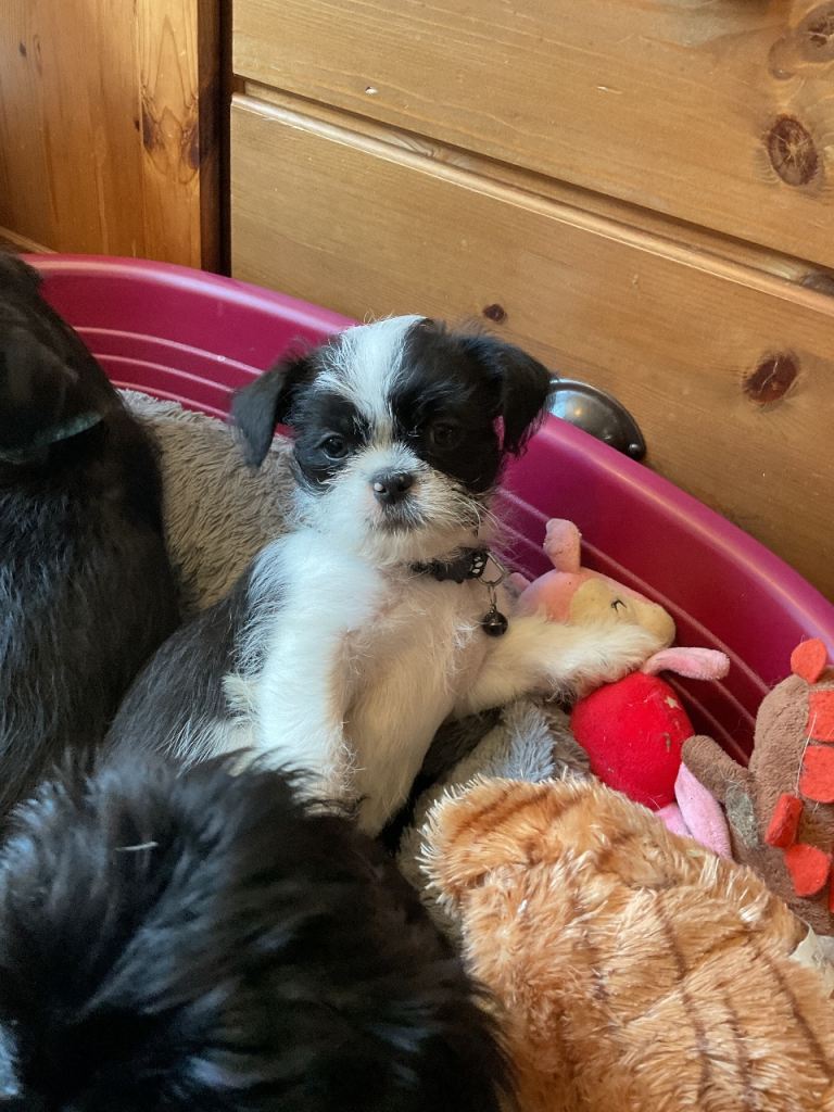 1 beautiful malshi puppy - ready to go! Shih tzu x Maltese 