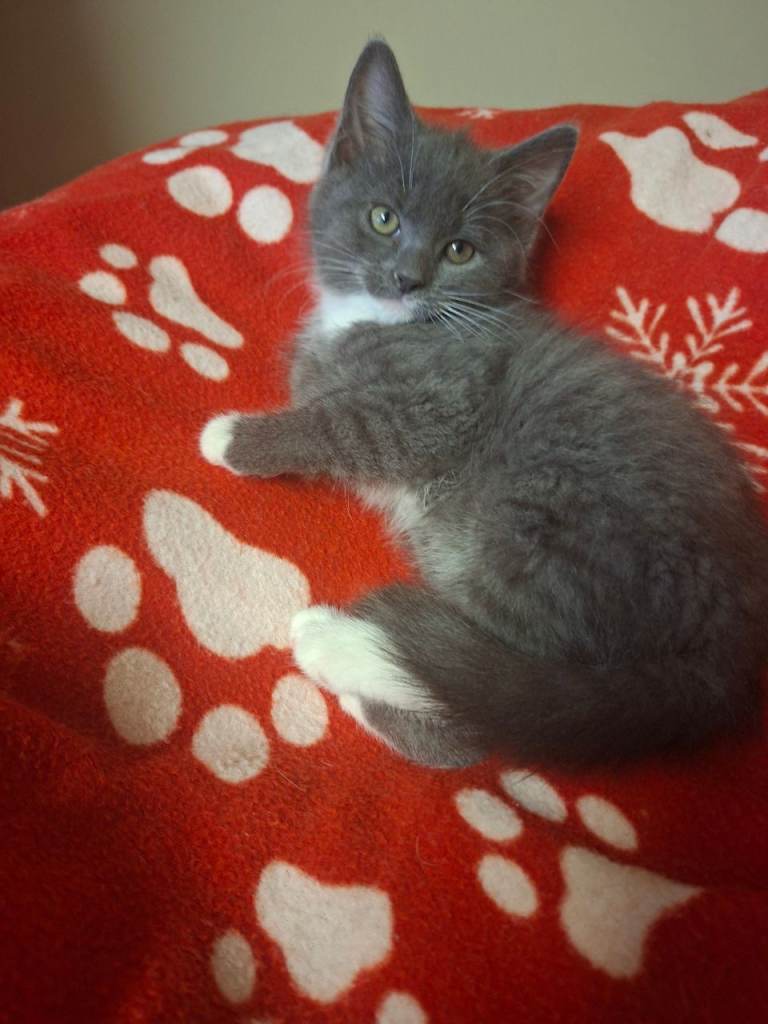 Long haired Kittens 