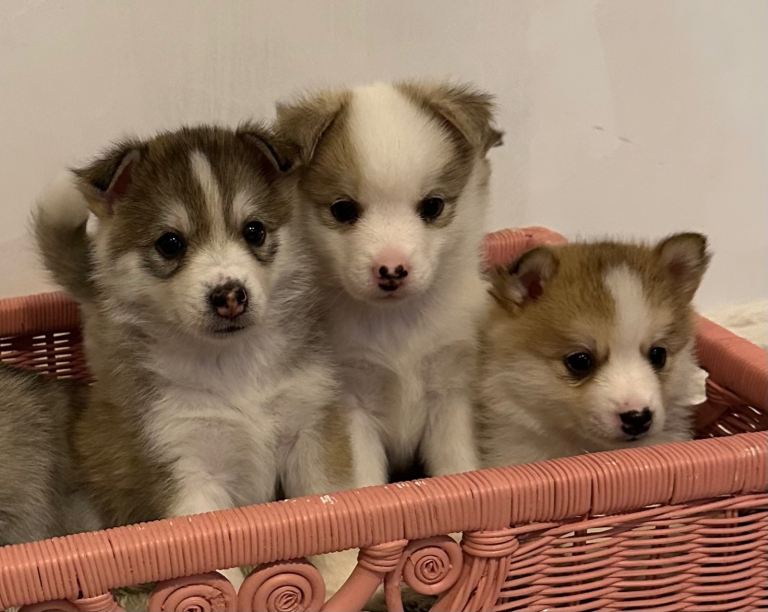 Gorgeous F3 Pomsky Puppies with perfect Husky markings - ready to leave in 3 weeks