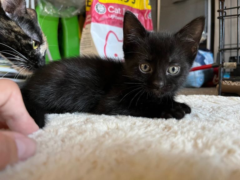 4 kittens for sale
