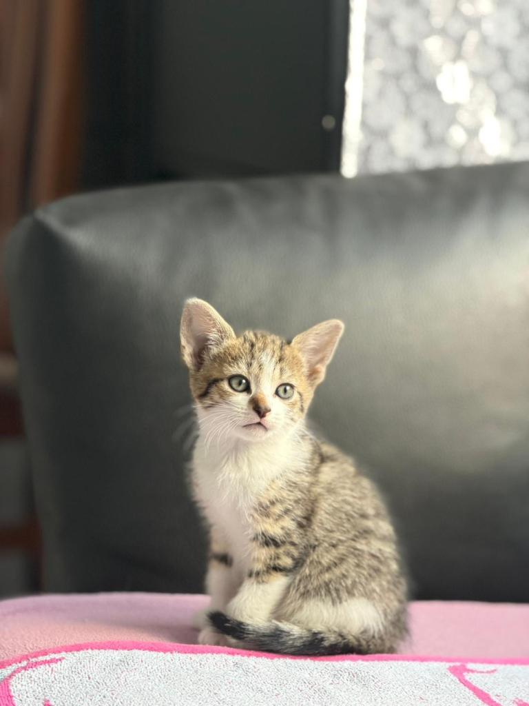 Kittens 