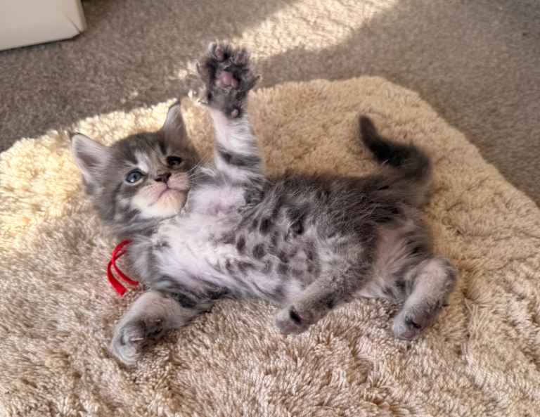 Amorette T.I.C.A registered maine coon kitten from health tested parents 