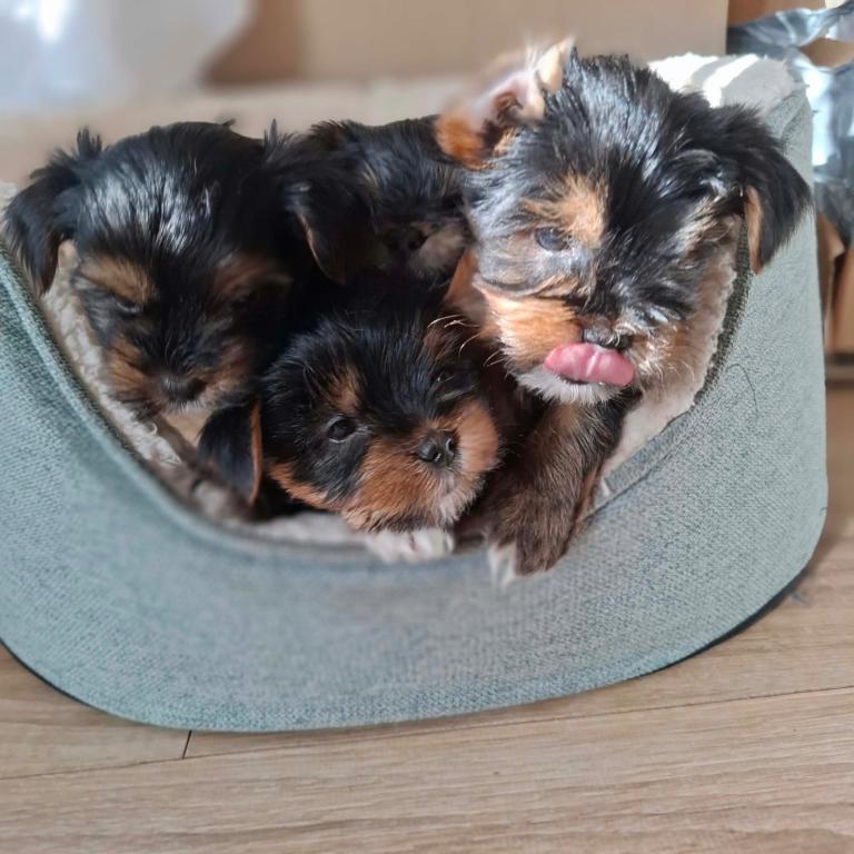 5 beautiful Yorkshire Terrier puppies – 2 girls and 3 boys 🐾
