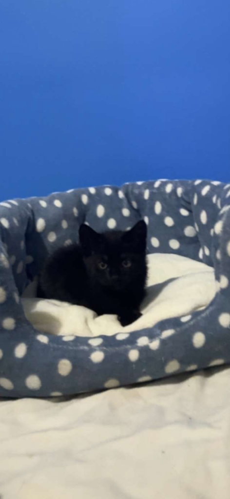 Mixed breed black kitten 