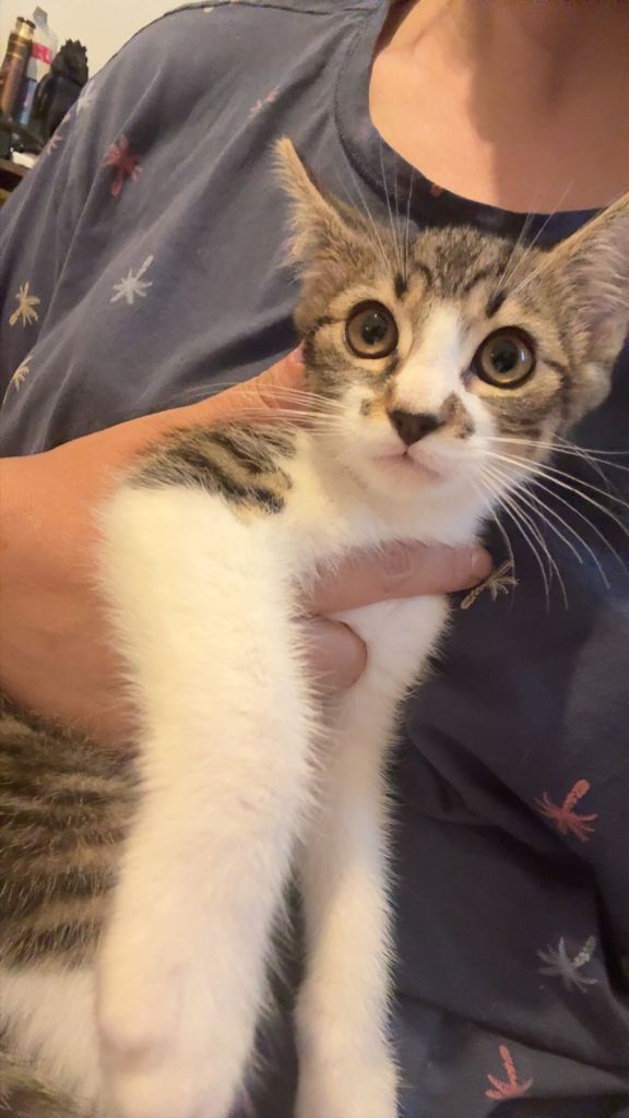 Tabby cat 
