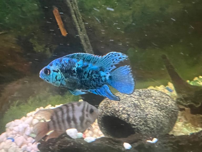 Jack Dempsey cichlid