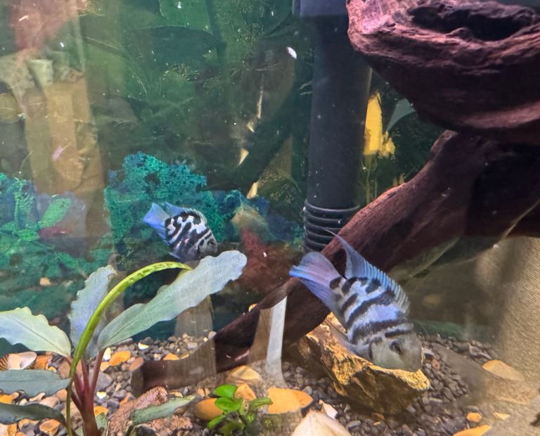 Blue Polar Cichlid - tank downsizing