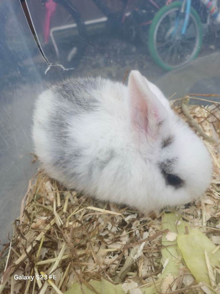 Netherland dwarf male baby Rabbit for sale