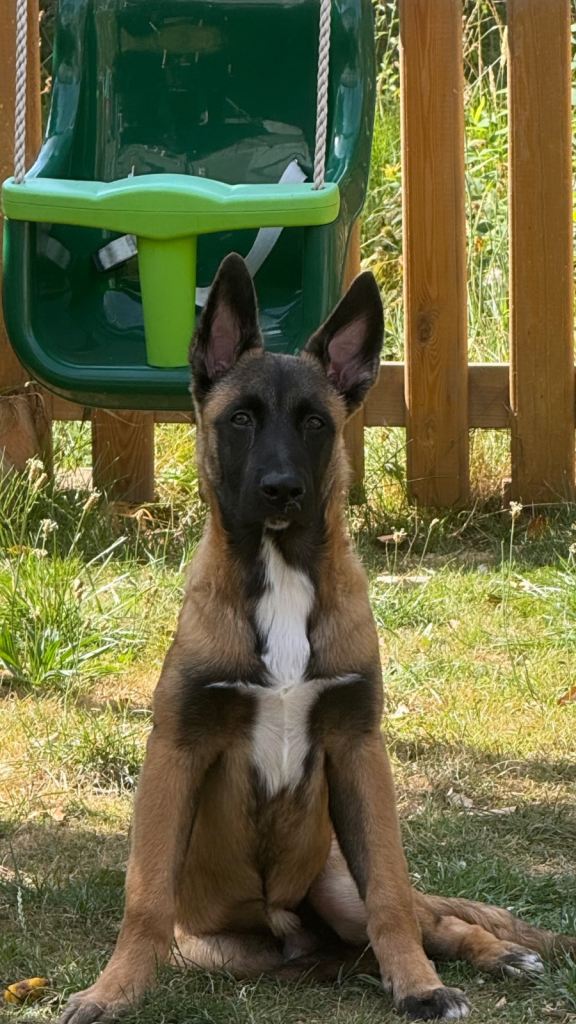Belgian Malinois x German shepherd 