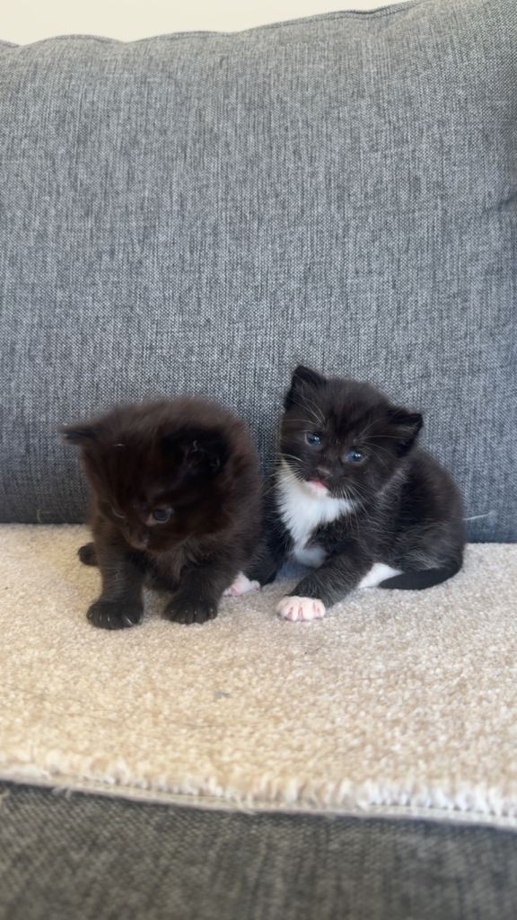 2 FEMALE KITTENS FOR SALE £60 EACH