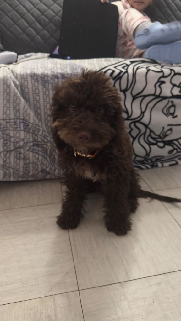 Male cockapoo puppy 