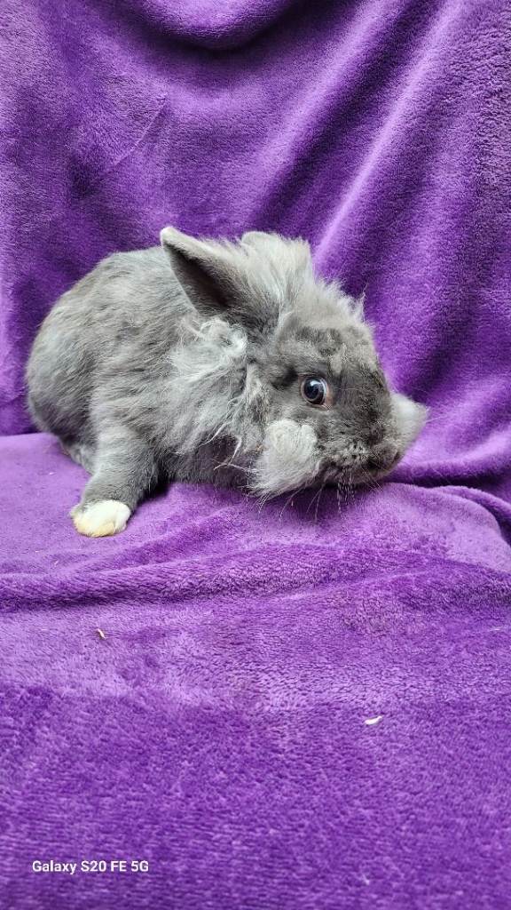 Bunny 