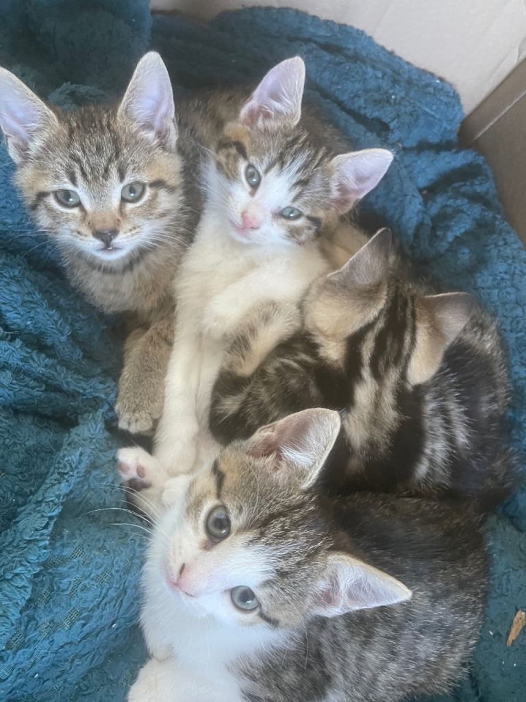 4 kittens looking for there forever homes 