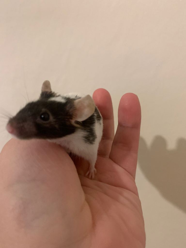 Mouse 