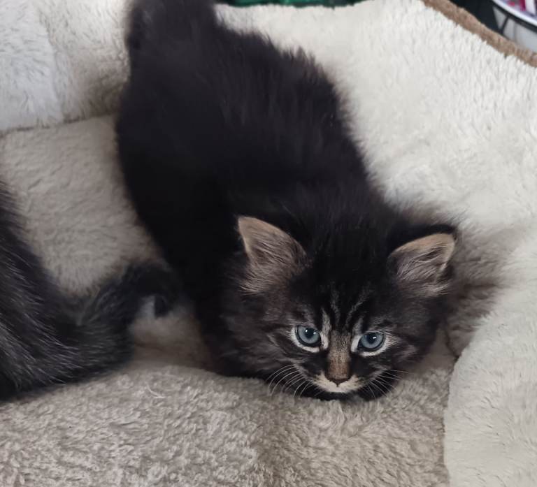 bengal kitten rare
