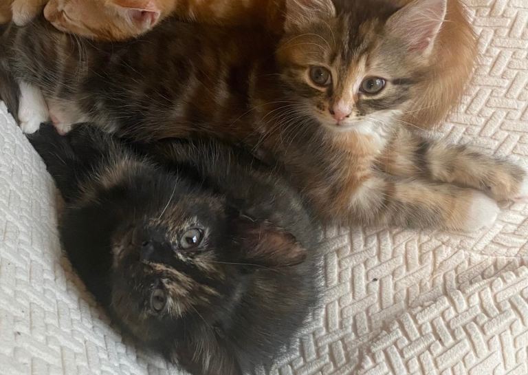 Kittens
