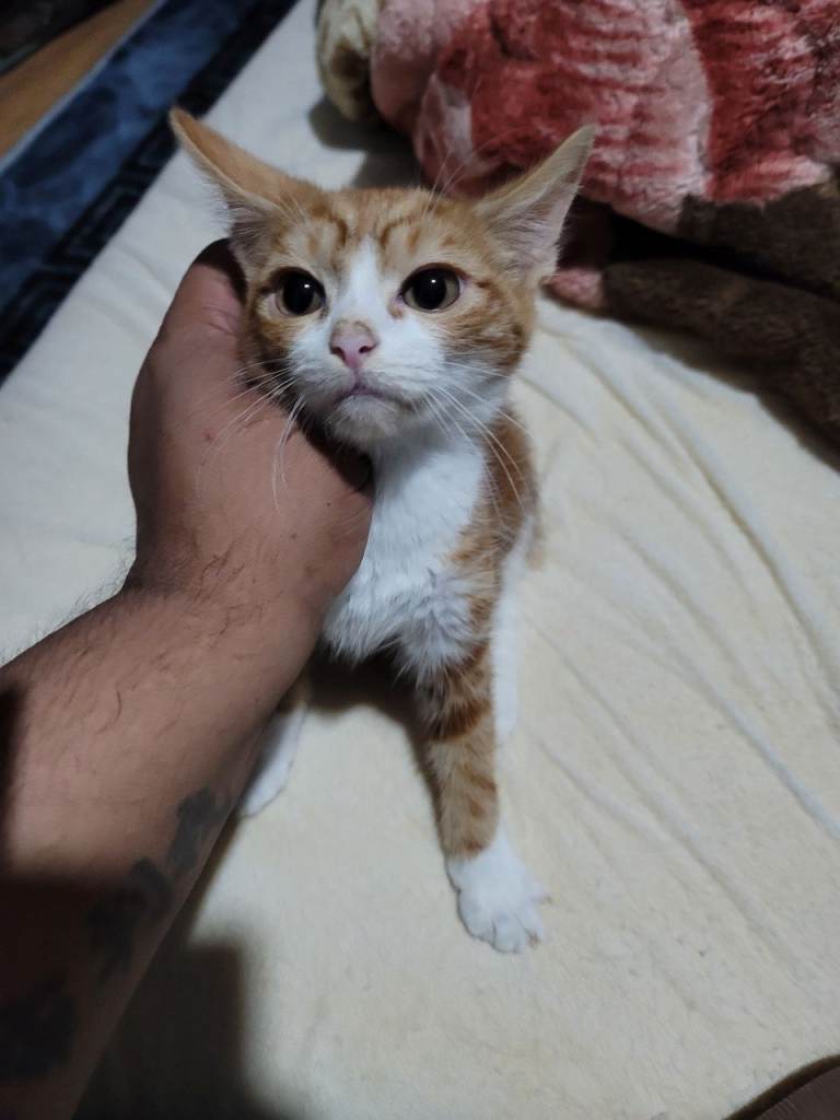 Ginger Male
