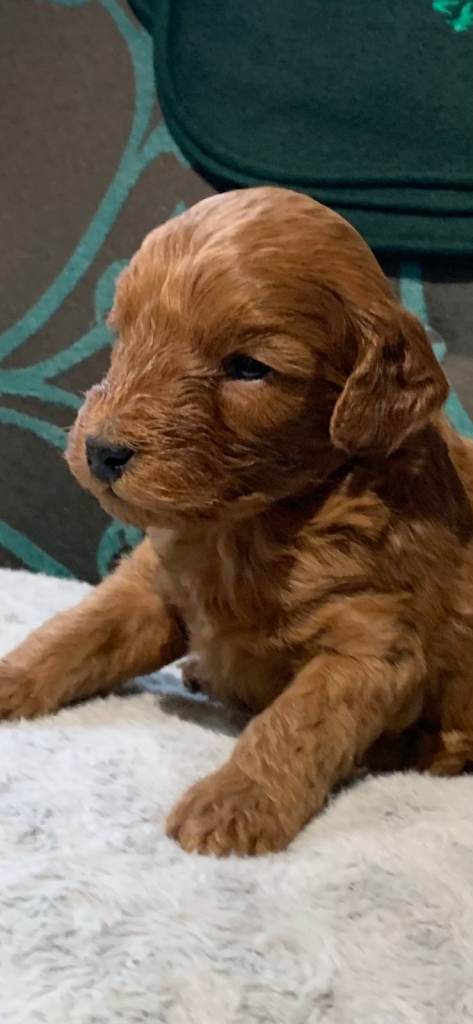 Beautiful f1b toy cockapoos 