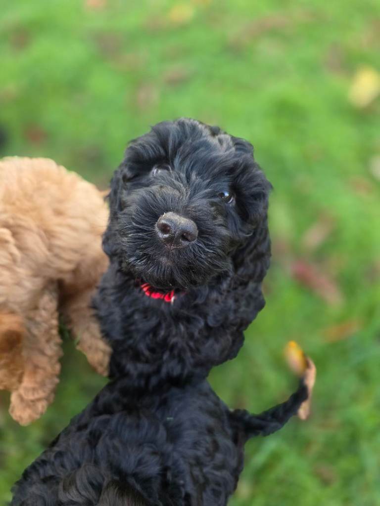 F2 black Cockapoos