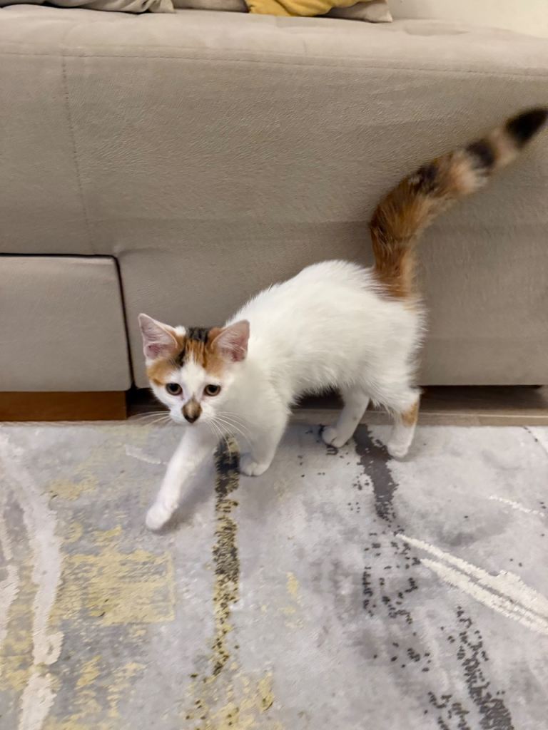 Beautiful 8–12 Week Old Female Calico Kitten Looking for a Loving Home