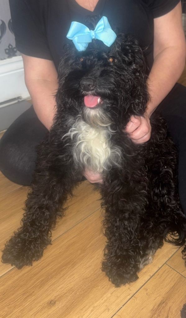 Miniature cockapoo puppies