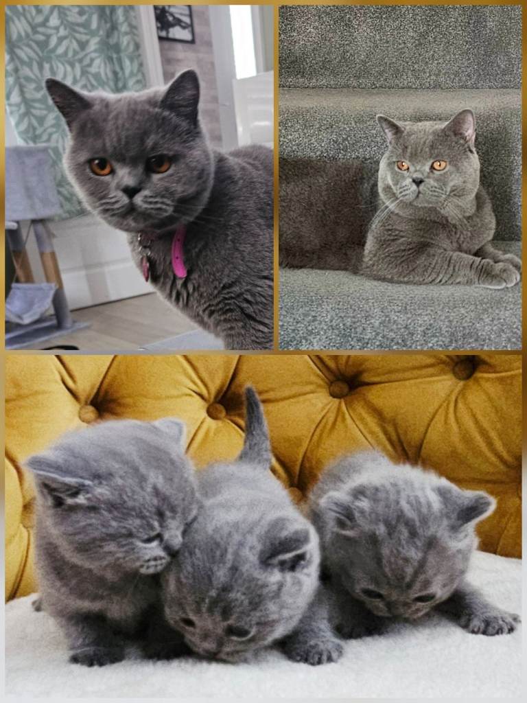 British shorthair blue kittens 