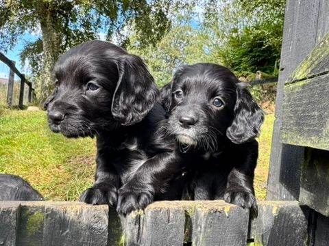 Sprocker Puppies