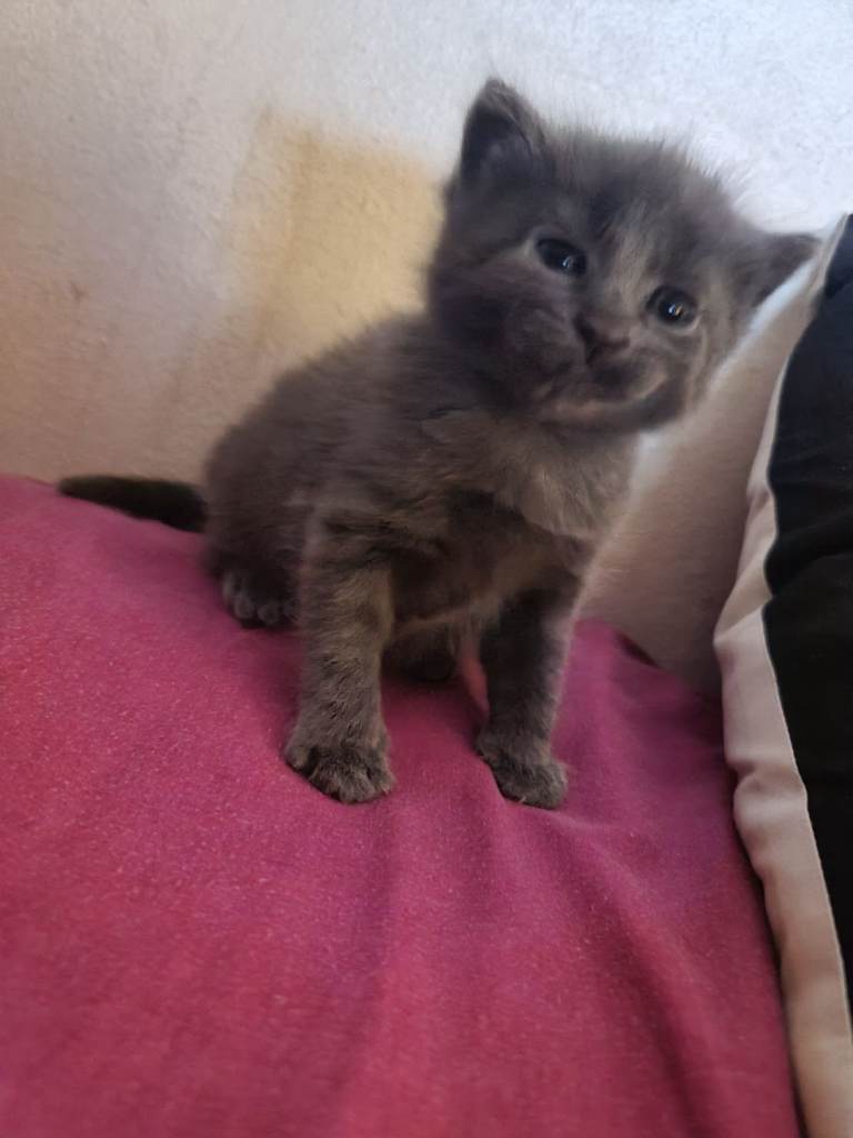 Gray kitten looking for new home very playful and charming 