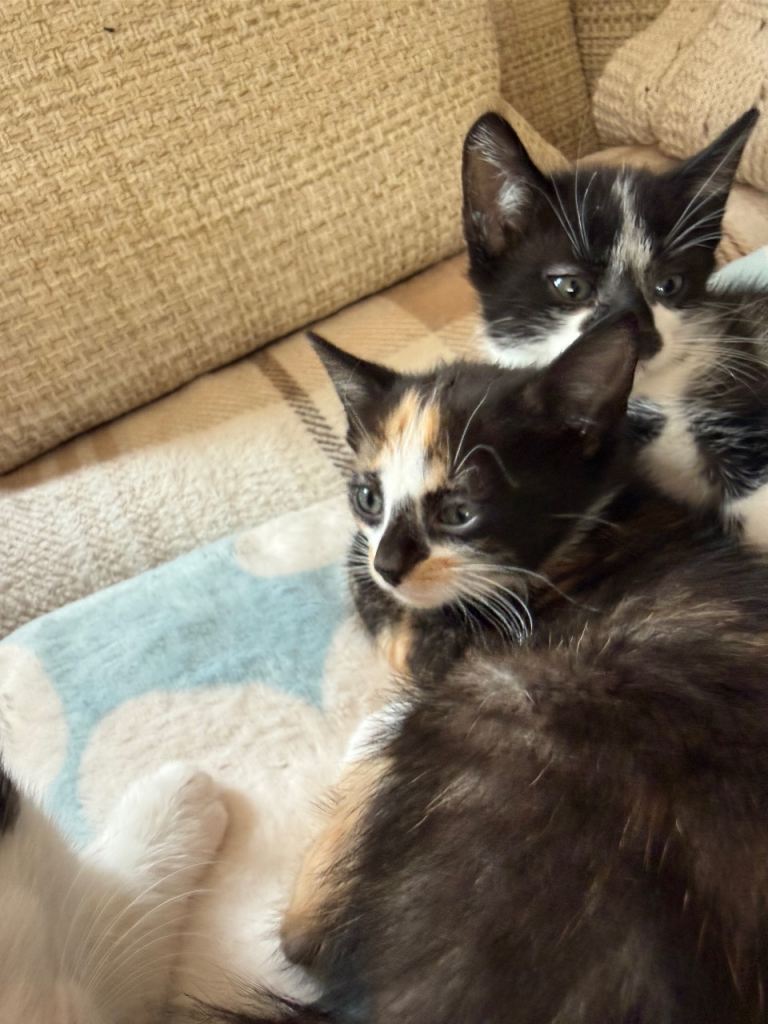Kittens for sale. Ready 22/09