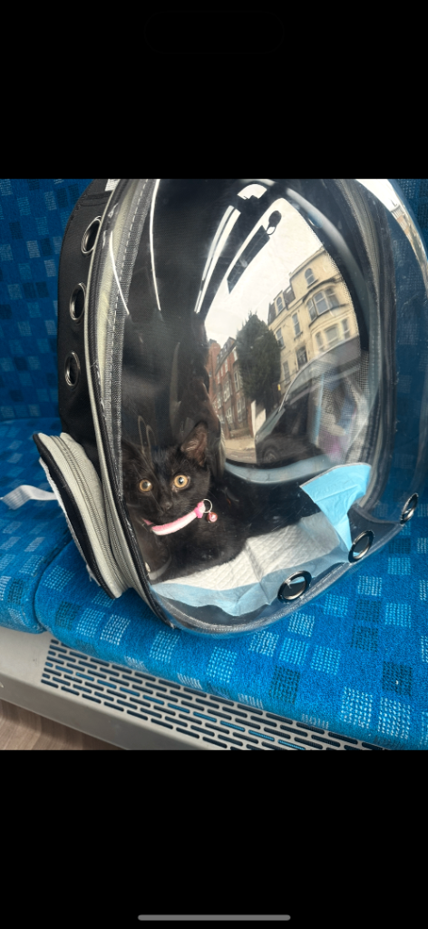 Girl kitten looking for a new loving home