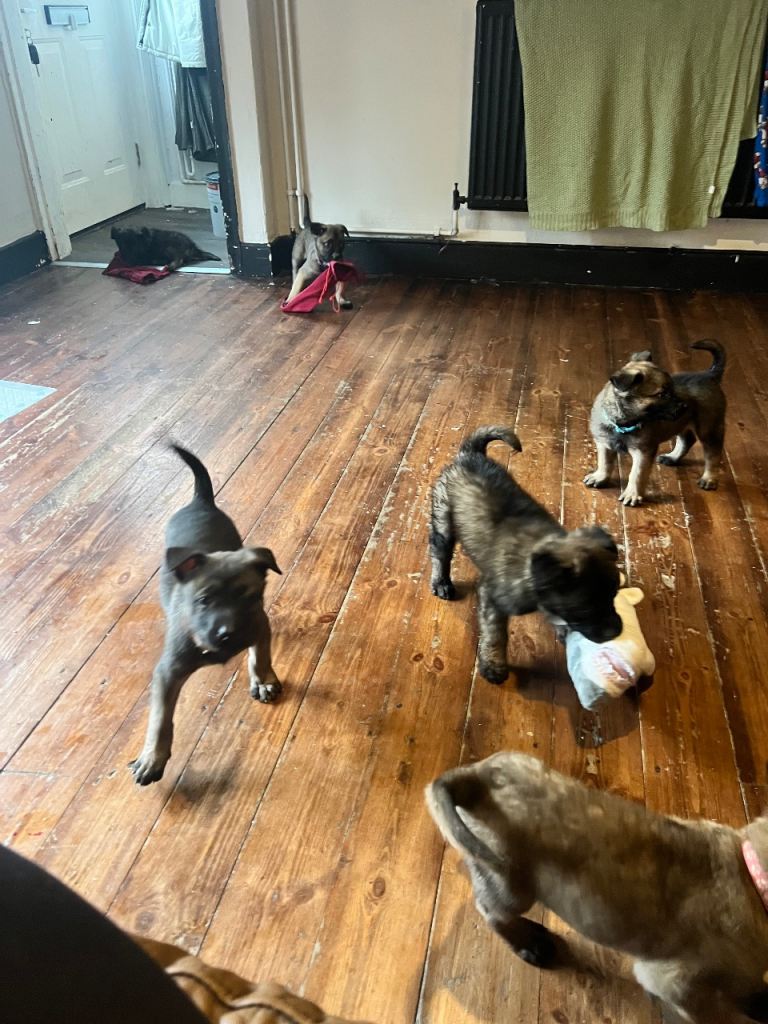 Belgium Mali x shepherd 