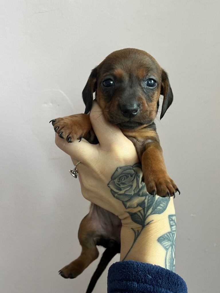 Dachshund puppies 