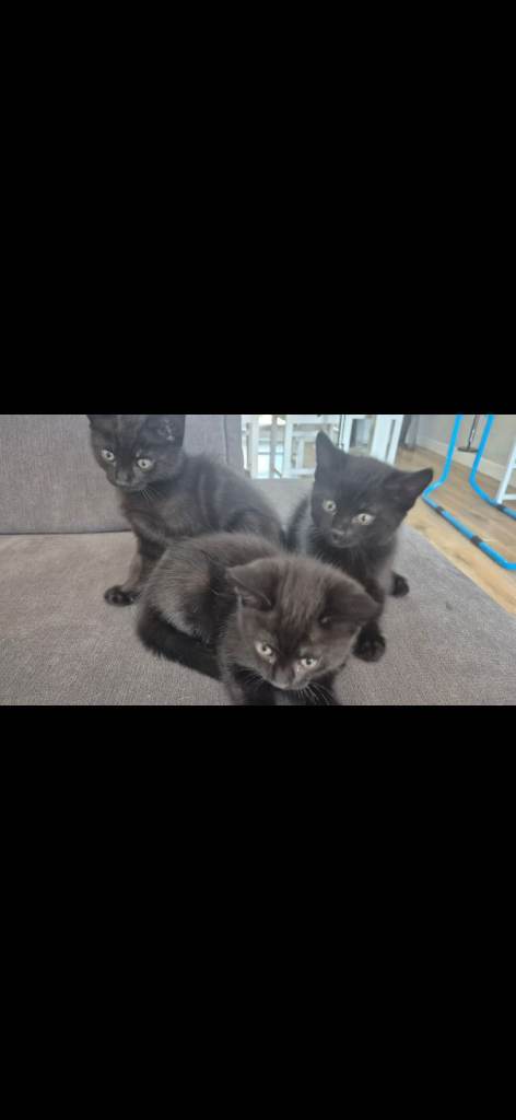 Kittens 