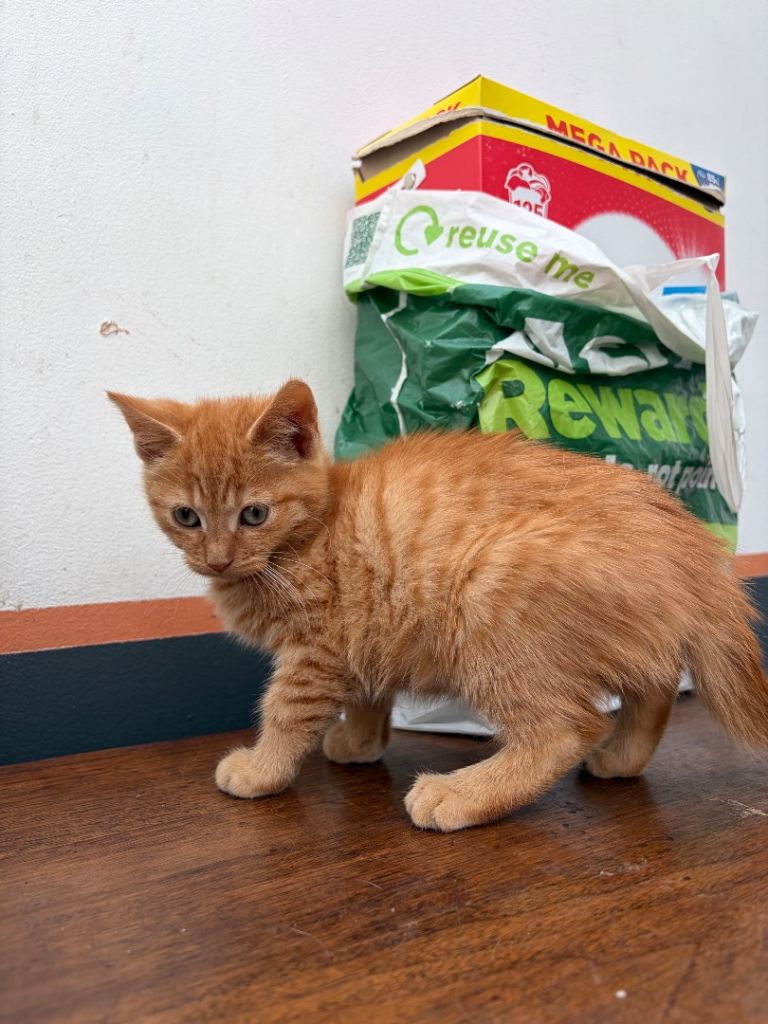 Kittens for sale