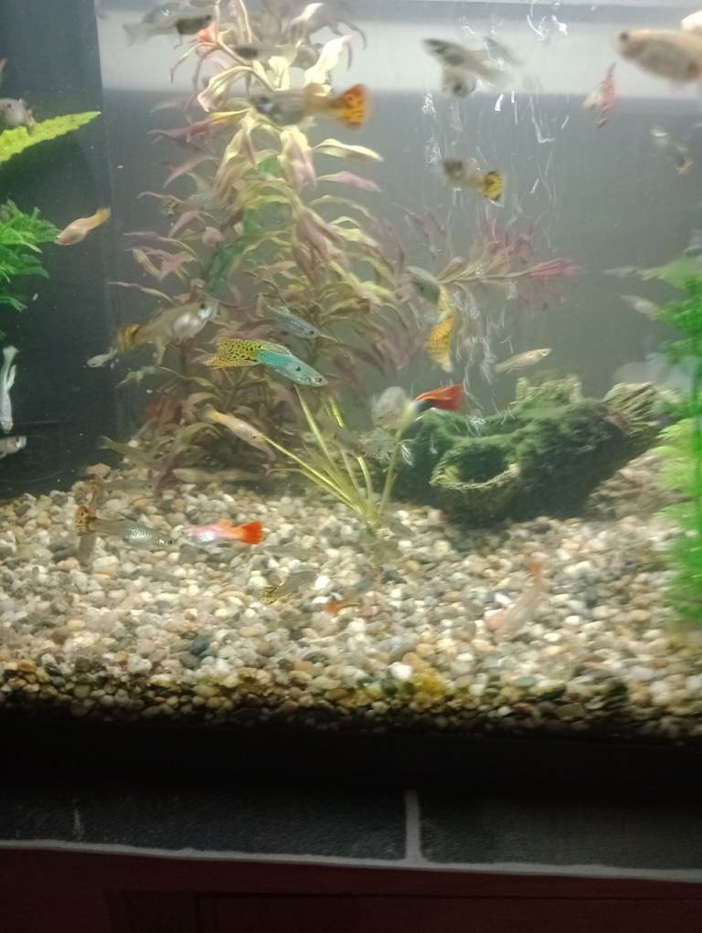 10 Young mixed male/female Guppies