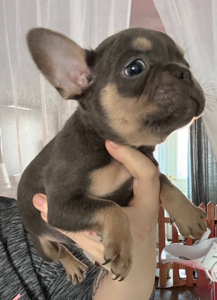 Frenchie puppies 