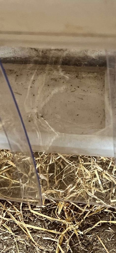 Sheep goat or calf feeder 