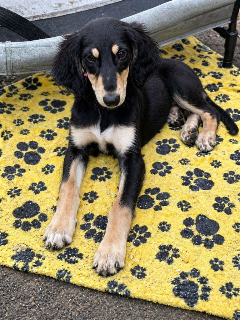 Saluki Puppies For Sale 