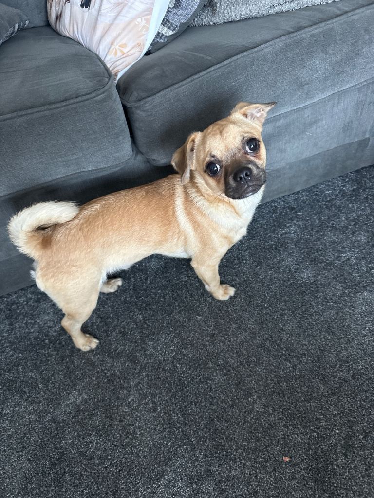 chihuahua x shih poo