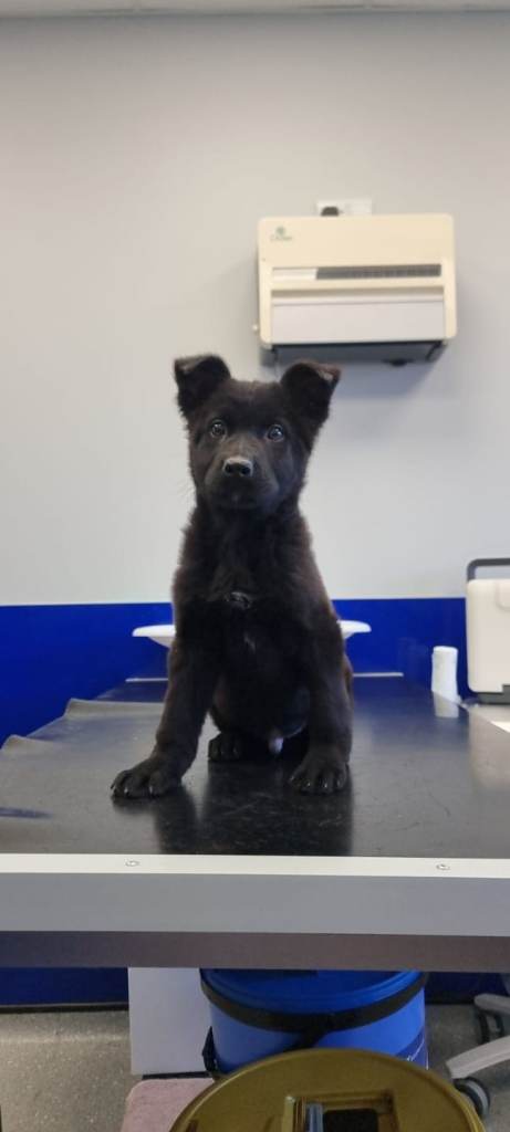 German Shepherd Puppies