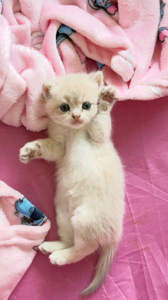 British Shorthair kittens 