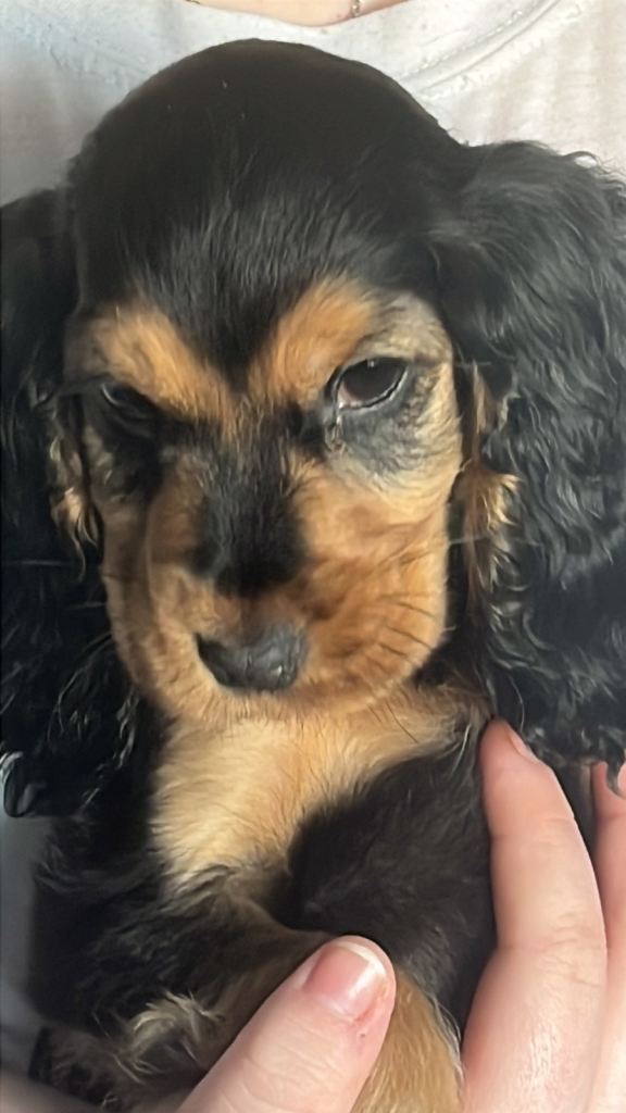 Show cocker * ready now *