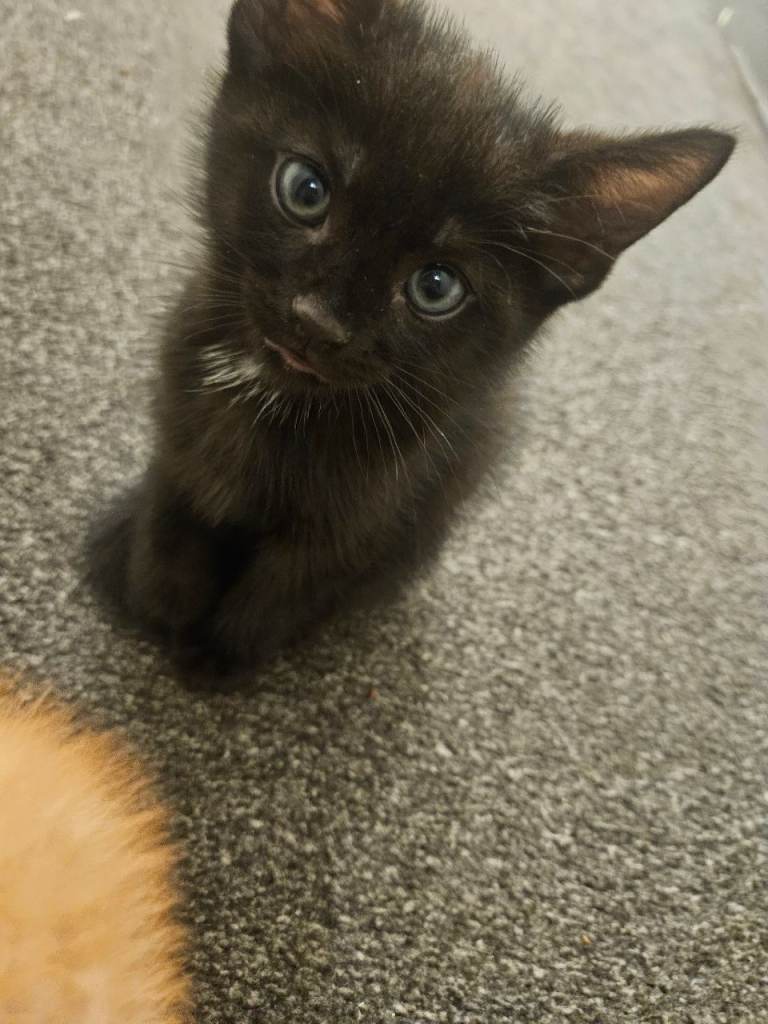 Kittens