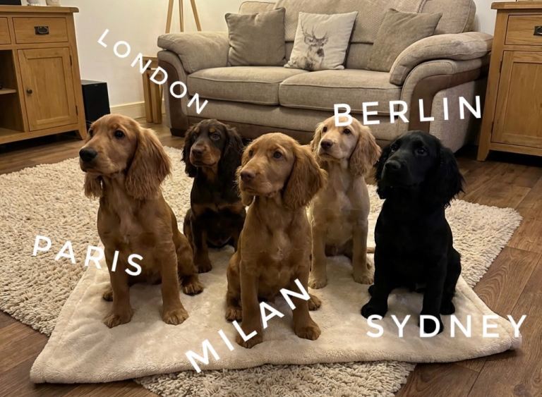 "Your New Best Friend is Waiting! 🐾 Adorable " Cocker Spaniel Puppies