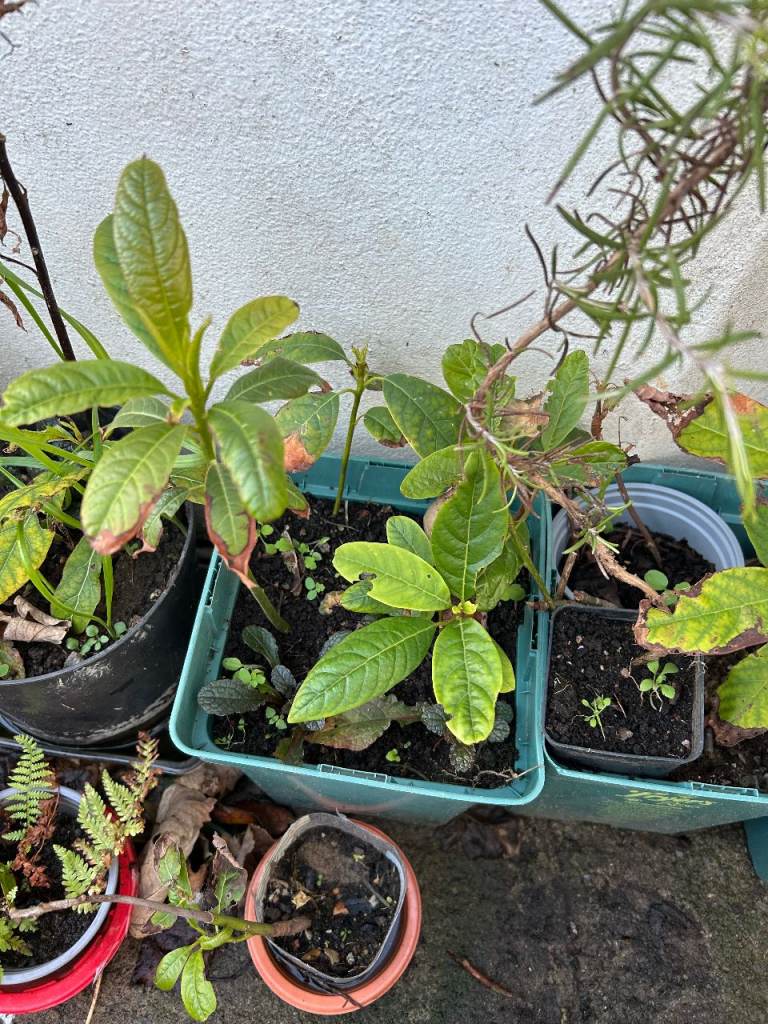 Evergreen 5 Baby Hardy Avocado Trees adopted to the UK Weather sizes 20-35 cm