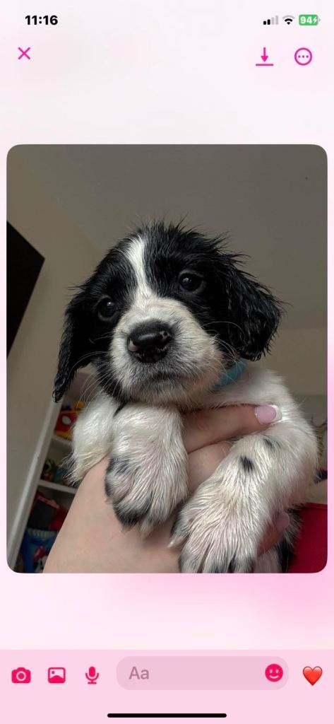 Cocker spaniel puppies