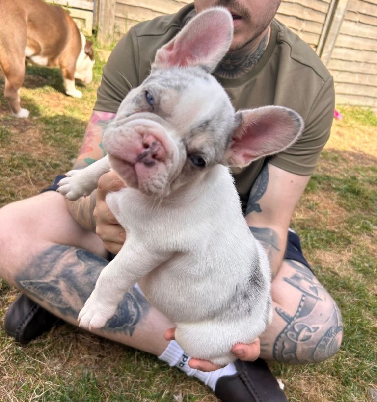 DWKC French bulldogs